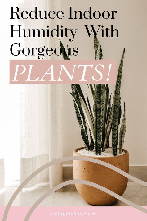 Living in a muggy place where the humidity is always high? In lieu of having a dehumidifier, have you tried using indoor plants to dehumidify the air in your home? These plants work especially well to lower humidity in the bathroom. Here are 25 plants that cut down indoor humidity. How To Reduce Humidity In Home, Dehumidifier Plants, Natural Dehumidifier, Bathroom Dehumidifier, Best Bathroom Plants, Weeping Fig, Home Plants, Inside Garden, Inside Plants