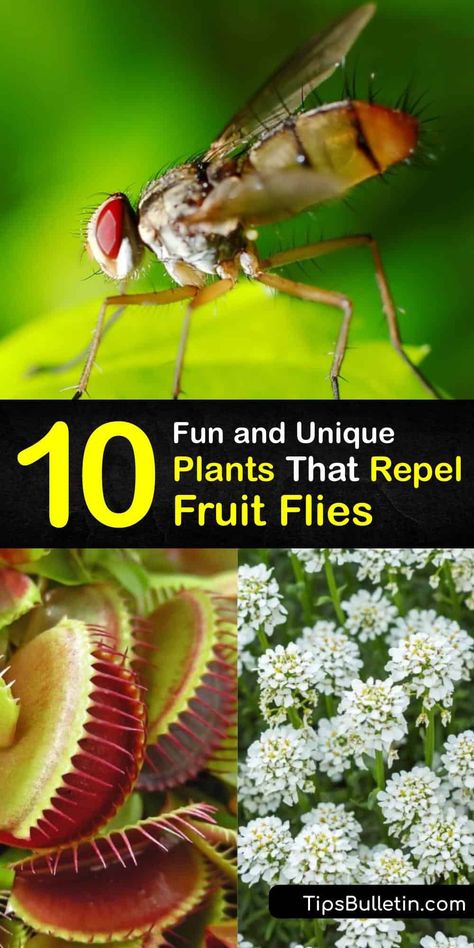 Discover how to repel the common fruit fly, Queensland fruit fly, and Mediterranean fruit fly by using a plant for natural pest control. Many plants, like the tansy, Venus fly trap, lavender, and marigolds repel these pests and add beauty to a space. #plants #repel #fruit #flies Fruit Fly Repellent, Tansy Plant, Fruit Fly Killer, Mediterranean Fruit, Fruit Flies In House, Plants That Repel Flies, Types Of Basil, Space Plants, Fly Infestation