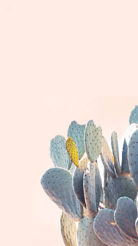 colourful cactus Ed Wallpaper, Cactus Diy, Painting Quotes, Cactus Plant, Cactus Flower, Cacti And Succulents, Screen Wallpaper, Colorful Wallpaper, Phone Backgrounds