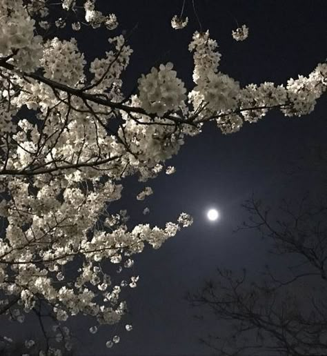 Rosas Aesthetic, Night Sky Moon, Moon Beach, Cherry Blossom Trees, Pretty Nature, Night Vibes, Pretty Sky, Luxury Flowers, Cherry Blossom Tree