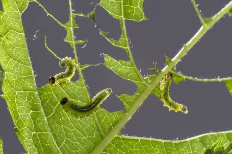 Here's What's Eating Your Garden: 13 Common Leaf-Eating Garden Pests - Dengarden - Home and Garden Insect Eating Plants, Apple Plant, Organic Gardening Pest Control, Garden Insects, Rose Leaves, Garden Pests, Different Plants, All About Plants, Trees And Shrubs