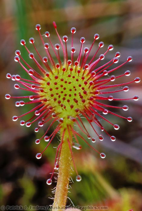 Sun Dew, carnivorous plant, Prince William Sound, Alaska. Sun Dew Plant, Carnivorous Plants Drawing, Carnivorous Plant Tattoo, Carnivores Plant Tattoo, Alien Garden, Creepy Plants, Carnivore Plants, Carnivorous Plant Garden, Sundew Plant