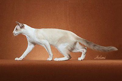 The Modern Balinese cat - built like a hyena Feral Poses, Walking Side View, References Animals, Cats Reference, Animal Drawing Inspiration, Cat Poses, Bodega Cat, Balinese Cat, Cat References