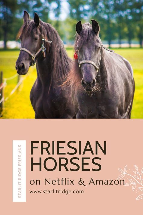 If you love horses as much as we do, I know you are looking for horses to watch on your favorite streaming service. Here are our favorite Friesian horse movies and shows on Netflix and Amazon Prime. Friesian Horse Photography, Friesian Dressage, Friesian Stallion, Horseback Riding Tips, Horse Movies, Friesian Horses, Love Horses, Horse Trainer, Horse Names