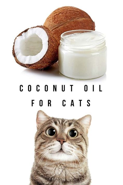 coconut oil for cats Coconut Oil For Cats Benefits Of, Coconut Oil For Cats, Cat Acne, Coconut Oil For Fleas, Cat Hunting, Cat Remedies, Catio Ideas, Cat Cozy, Healthy Cat Food