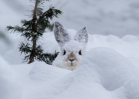 It's that time of year, when bunny's fur changes color! - April 13, 2022 Snowshoe Rabbit, Snowshoe Hare, Daily Bunny, Arctic Hare, Animal Action, Ny Life, Boreal Forest, Bunny Pictures, Bunny Lovers