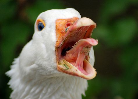 Geese Photography, Artist Tutorials, Animal Teeth, One Word Art, Animal Anatomy, Favorite Animals, Animated Images, Weird Animals, Photo Reference