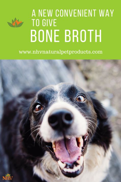 We love making bone broth ourselves, however, we know that sometimes with busy lives it’s just not possible. So we did our research, and found a great bone broth especially made for pets. You don’t want to buy the bone broth for humans from the supermarket, as these usually have high sodium, and can contain foods that are toxic to pets like onions.We love Caru bone broth. Here’s why Dog Treats For Bad Breath, Best Dog Treats, Best Treats For Dogs, Red Dog Collar, Treats For Dogs, Dog Essentials, Dog Care Tips, Dog Treat Recipes, Dog Barking