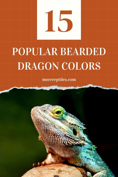 There are over 15 commonly recognized bearded dragon colors! While Orange and Yellow are common, read on to learn about rare beardie colors! Dragon Colors, Bearded Dragon Colors, Bearded Dragon, Lizards, Orange And Yellow, In The Wild, Reptiles, The Wild, Reading