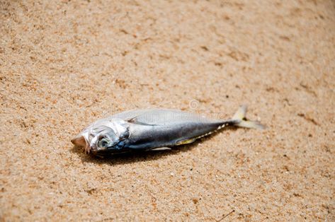 Fish From Below, Swarm Of Fish, Fish Plastic Pollution, Fall Fishing, Dead Fish, Fish Stock, Fish Farming, Dead Sea, Change Image