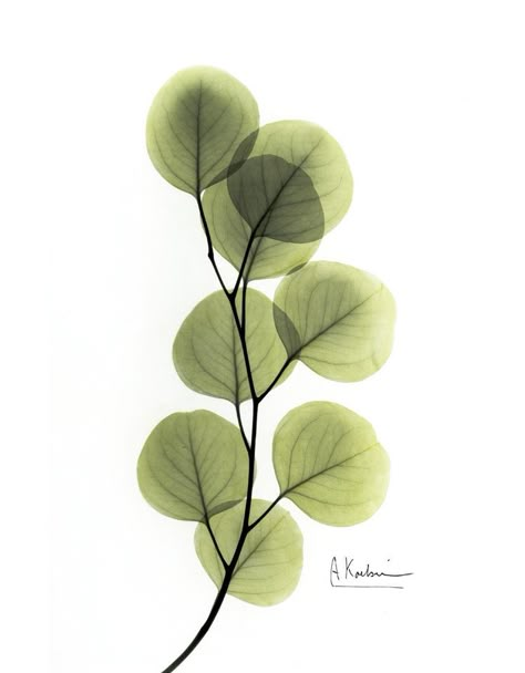 Tattoo Leaves, Plants Drawing, Leaves Tattoo, Albert Koetsier, Bouquet Photography, Watercolor Tattoo Flower, Tattoo Flowers, Trendy Plants, Nature Watercolor