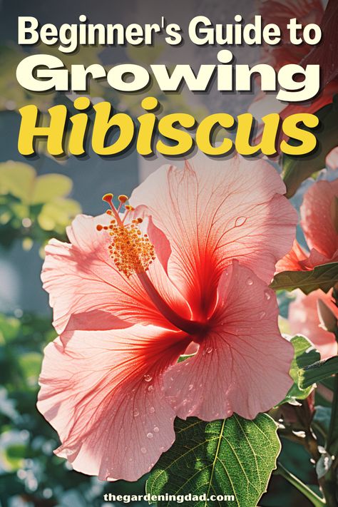 Are you new to growing Hibiscus and need a little help? The Gardening Dad will go over the beginner's guide to growing Hibiscus and how to get started. #Thegardeningdad #hibiscus #garden Hibiscus Tree Care, Hibiscus Fertilizer, Hardy Hibiscus Plant, Hibiscus Care, Hibiscus Shrub, Hibiscus Bush, Growing Hibiscus, Hibiscus Tree, Hibiscus Garden