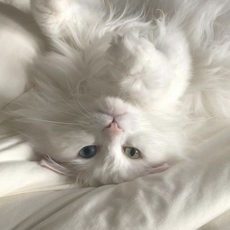 Cute Cats Photos, White Kittens, Cat Icon, Lily Rose Depp, White Cats, Cat Aesthetic, Sweet Animals, Pretty Cats, Photo Instagram