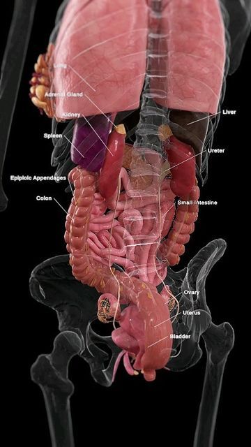 Organs And Their Functions, Process Of Digestion, Organs Anatomy, Human Anatomy Female, Gas Exchange, Science Anatomy, Basic Anatomy And Physiology, Small Intestine, Food For Digestion