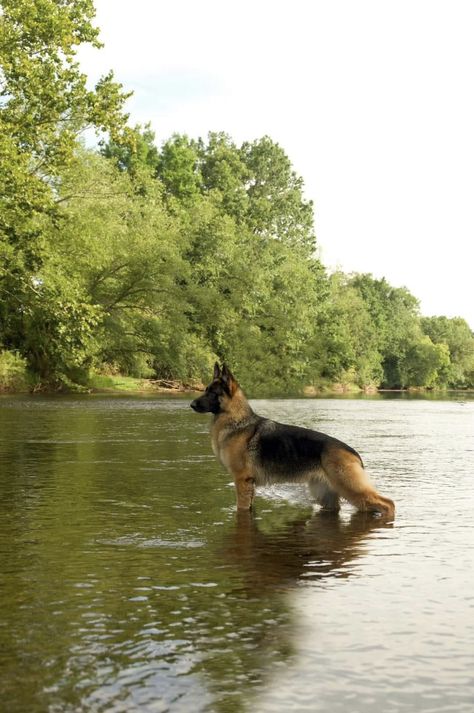 German Shepherd Therian, German Shepherd Aesthetic, German Shepherd Care, German Shepherd Pictures, German Shepherd Puppy, German Shepards, Gsd Puppies, Pretty Dogs, Shepherd Dogs