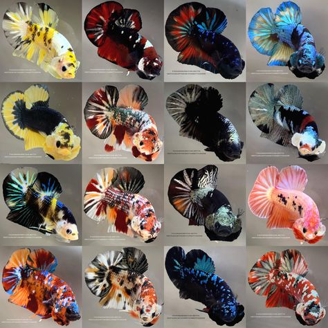 Betta Fish Pictures, Cool Betta Fish, Betta Fish Colors, Black Beta Fish, Samurai Betta, Koi Betta Fish, Veiltail Betta, Betta Fish Blue, Fish Tank Themes