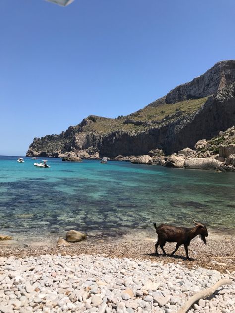 #goat #summer #beach #mallorca #aesthetic #pinterest #sun Mallorca Aesthetic, Coastal Cowgirl, Aesthetic Pinterest, Summer Beach, Goats, Sun