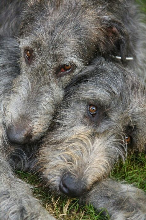 The Irish Wolfhound ~ is the tallest of all dogs, but not the heaviest. A superb athlete and most important of all ~ "gentle when stroked, fierce when provoked". Ranch Homestead, Wolfhound Dog, Regard Animal, Scruffy Dogs, Irish Wolfhounds, Mountain Ranch, Retreat Center, Dream Dog, Photo Composition