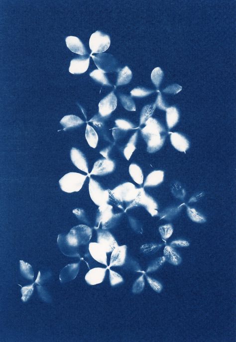 An original signed Cyanotype art print. Due to the nature of this process, this is a one of a kind artwork. Paper: 300g/m acid free / cold pressed watercolour paper / size 5.5x8.5" This print is for sale hinge mounted & unframed. Mount aperture approx 5X7" / Mount size 8x10". Please note - hinge mounting allows your print to breathe and contract, according to environmental conditions, it also allows you to easily remove the print from the mount should you wish. The supplied mount will fit in a 1 White And Purple Tulips, Cyanotype Paper, Pressed Hydrangea, Cyanotype Art, Cyanotype Process, Cyanotype Print, Sun Prints, Nature Poster, Purple Tulips