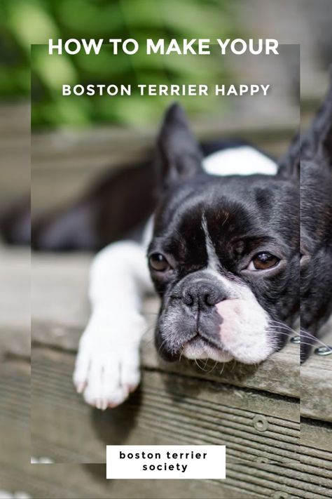 Boston Terrier Puppies, Husky Corgi, Boston Terrier Rescue, Baby Bulldogs, Boston Terrier Lover, Living With Dogs, Corgi Puppies, Baby Pugs, Boston Terrier Love