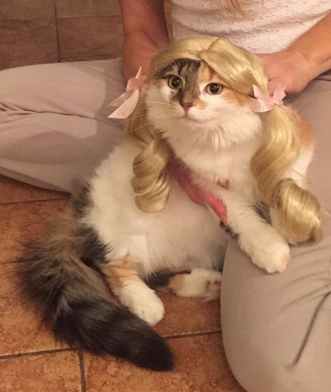 Kitty And Puppy, Cat Fun, Blonde Cat, Cat Hair, Hair Rollers, Blonde Wig, My Sister, Cool Cats, Cat Memes