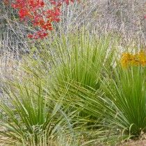 Dasylirion texanum, Texas Sotol High Country Gardens, Succulent Landscape Design, Succulent Landscaping, Country Gardens, Types Of Succulents, Drought Resistant, Low Maintenance Garden, Drought Tolerant Plants, Hardy Plants