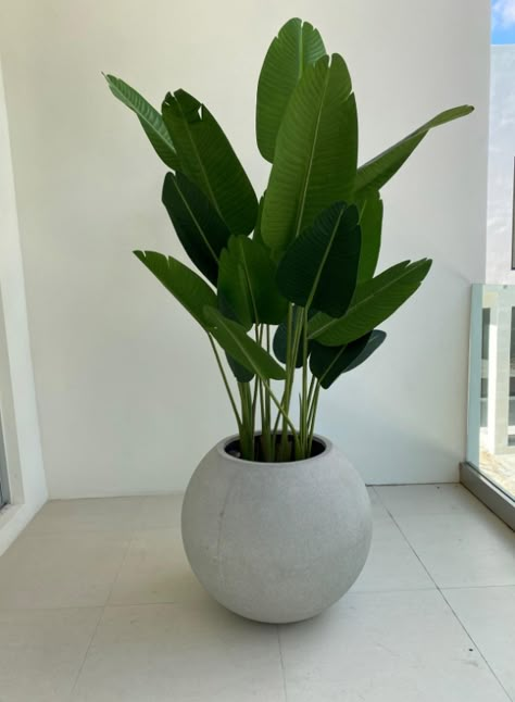 Container Plants Full Sun, Winter Container Plants, Container Plants For Shade, Fall Containers Planters, Fall Outdoor Planter Ideas, Indoor Planters Pots, Fall Potted Plants, Indoor Palm Plants, Shade Plants Container