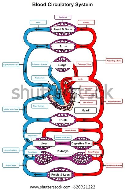 Find Blood Circulatory System Human Body Infographic stock images in HD and millions of other royalty-free stock photos, illustrations and vectors in the Shutterstock collection. Thousands of new, high-quality pictures added every day. Body Infographic, Flow Diagram, Human Body Facts, Summer Health, Basic Anatomy And Physiology, Biology Facts, Medical Student Study, Info Board, Nursing School Survival