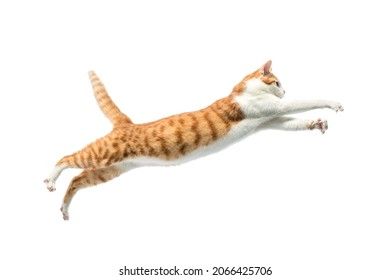 Cat leaping action reference Cat Leaping, Action Reference, Jumping Cat, Cat Reference, Warrior Cats, Drawing Reference, Animal Drawings, White Background, Photo Image