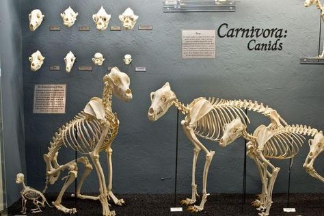 Canine Skeletons in the Museum of Osteology Feline Anatomy, African Museum, Animal Skeleton, Dog Anatomy, Cat Anatomy, Dog Skeleton, Animal Skeletons, Huge Dogs, Nature Museum