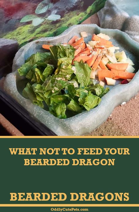 Bioactive Bearded Dragon Tank, Reptile Enrichment, Bearded Dragon Feeding, Bearded Dragon Food List, Beard Dragon, Diy Bearded Dragon Enclosure, Lizard Food, Bearded Dragon Terrarium Ideas, Bearded Dragon Clothes