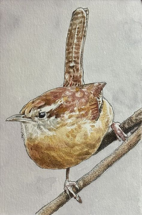 Bird Art & Artists | Hello All! Being new to the group I thought I'd post a sketch of one of our backyard "neighbors" as an introduction - Carolina Wren, w/c on paper, 4"x... | Facebook Cactus Wren, Carolina Wren, Backyard Birds, Bird Drawings, Kids Art, Wren, Art Class, Bird Art, Dream Kitchen