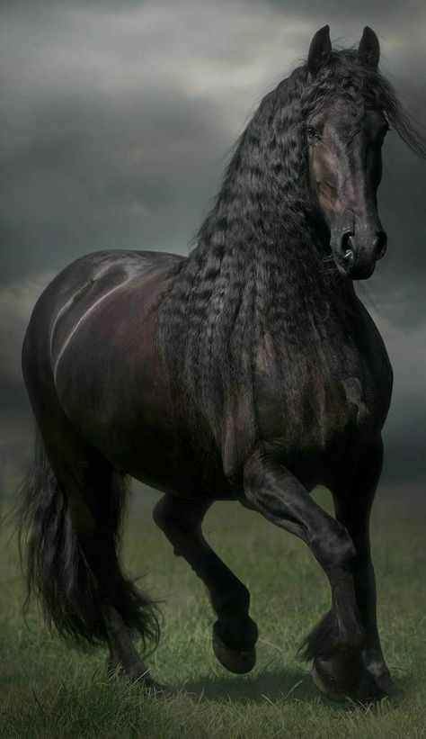 Friesian Stallion, Black Horses, Most Beautiful Horses, Friesian Horse, Nice Weekend, Majestic Horse, Underwater Creatures, Equine Photography, Black Horse