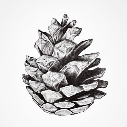 Pinecone Tattoo, Fir Cones, Monochrome Wall Art, Pine Cone Art, Tattoo Fails, Scandinavian Wall Art, Wall Drawing, Pine Cone, Botanical Illustration