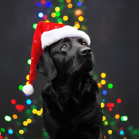 Dog Photoshoot Pet Photography, Dog Christmas Pictures, Fall Outside, Red Santa Hat, Merry Christmas Dog, Outside The Window, Holiday Photoshoot, Dog Photoshoot, Lab Dogs