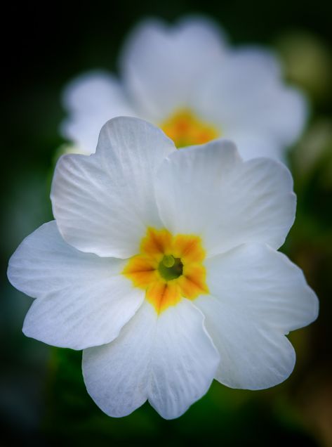 Primrose Aesthetic, Celebrating Ostara, Primula Flower, Bielefeld Germany, Germany Nature, Primrose Flower, Garda Lake, Early Spring Flowers, E Flowers