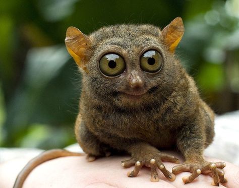 Well don't look so surprised to see me// Bush baby Big Eyes, Funny, Animals