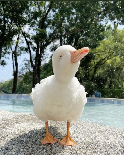 Duck Aesthetic, Duck Pics, Call Ducks, Call Duck, Duck Memes, Pet Duck, Happy Duck, Duck Stuff, Cute Ducks