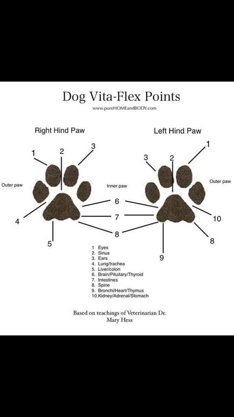 Doggie Paw Pressure Points.. making your pup feel good! Reflexology Points, Italian Greyhound, Pressure Points, Doterra Essential Oils, Dog Paw, Reflexology, Holistic Healing, Dog Paws, Greyhound