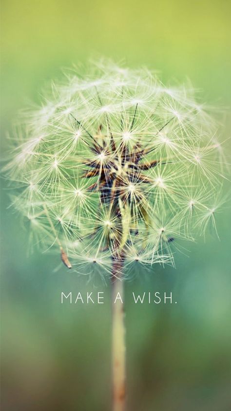 Make A Wish Dandelion #iPhone #5s #wallpaper Wallpaper Iphone 7 Plus, Dandelion Wallpaper, A Dandelion, Dandelion Wish, Iphone 6 Wallpaper, Whatsapp Wallpaper, Wallpapers Iphone, Wallpaper Free, Wallpaper For Your Phone