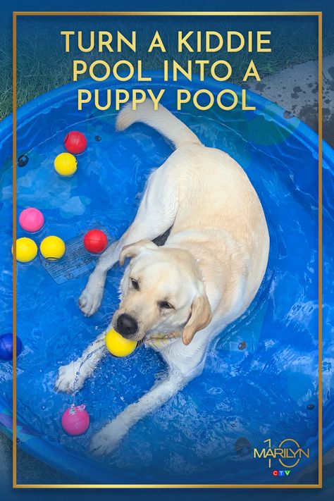 Everyone loves a pool party, even dogs! Give them their own space with a hard shell kiddie pool and a few dog toys or balls! Kiddie Pool For Dogs, Dog Pool Party, Pool For Dogs, Moose Birthday, Puppy Pool, Shelter Ideas, Natural Pet Care, Pet Party, Roblox Birthday