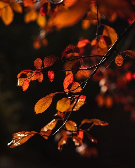 Black Orange Aesthetic, Deep Orange Aesthetic, Orange Black Aesthetic, Fiery Aesthetic, Black And Orange Aesthetic, Ascetic Wallpaper, Rachel Core, Dark Orange Aesthetic, Fox Aesthetic