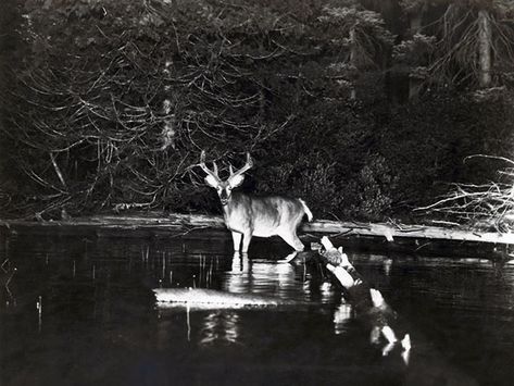 Alien Observer, Southern Gothic, Night Garden, Wildlife Photos, Flash Photography, Dark Night, Inspiration Art, Animal Planet, Night Photography