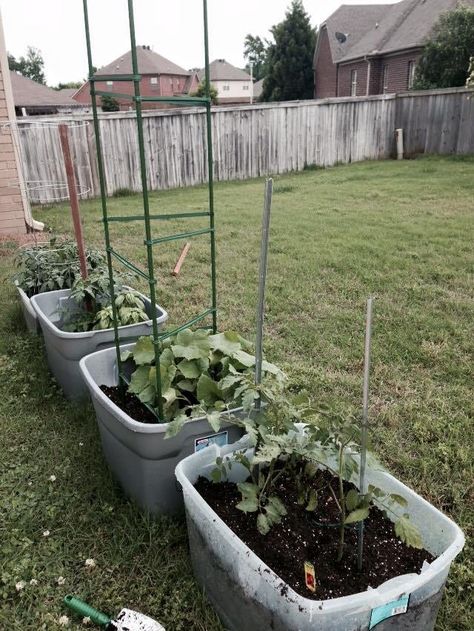 Plastic Bin Garden, Planting In Plastic Containers, Plastic Container Garden, Plastic Tote Gardening, Rubbermaid Containers, Gardening For Dummies, Container Herb Garden, Trini Food, Diy Garden Bed