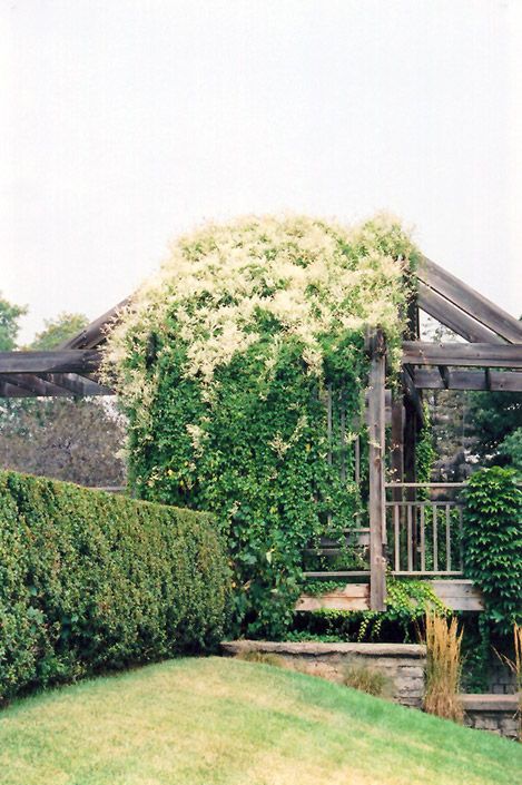 Silver Lace Vine (Polygonum aubertii) at Skillins Greenhouse Silver Lace Vine, Landscape Nursery, Landscape Structure, Front Yard Garden Design, Climbing Vines, Silver Lace, Types Of Soil, Flower Photos, Nurseries