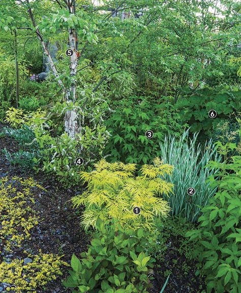 Spring Into Summer: 6 Garden-Bed Designs to Try This Year - FineGardening River Birch Landscaping, Lemony Lace Elderberry, Lake House Backyard, Virginia Sweetspire, Itea Virginica, Hosta Sieboldiana, Common Garden Plants, Long Blooming Perennials, River Birch