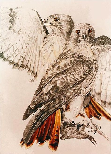 215+ Hawk Tattoos Ideas and Designs (2023) - TattoosBoyGirl Red Tail Hawk Tattoo Design, Redtail Hawk Drawing, Red Tail Hawk Art, Red Tail Hawk Drawing, Red Tailed Hawk Art, Red Tailed Hawk Drawing, Red Tail Hawk Tattoo, Red Tailed Hawk Tattoo, Hawk Tattoo Feminine