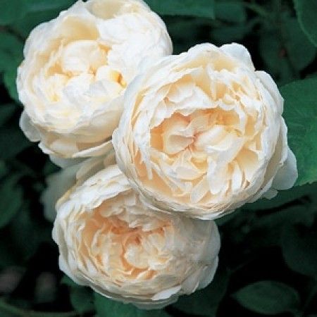 Glamis Castle, Container Roses, Rosen Beet, Rose Belle, Austin Rose, Areas Verdes, Coming Up Roses, Moon Garden, David Austin Roses