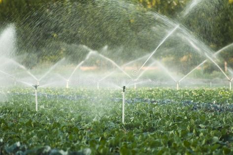 Irrigation systems. In a green vegetable garden , #AD, #systems, #Irrigation, #green, #garden, #vegetable #ad Above Ground Sprinkler System, Watering Lawn, Micro Sprinkler, Lawn Irrigation, Water Irrigation, Garden Sprinklers, Sprinkler Heads, Water Sprinkler, Garden Watering