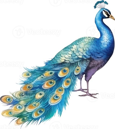 Peacock bird watercolor illustration. Peacock Illustration, Bird Watercolor, Peacock Bird, The Peacock, Watercolor Bird, Free Png, Watercolor Illustration, Royalty, Royalty Free